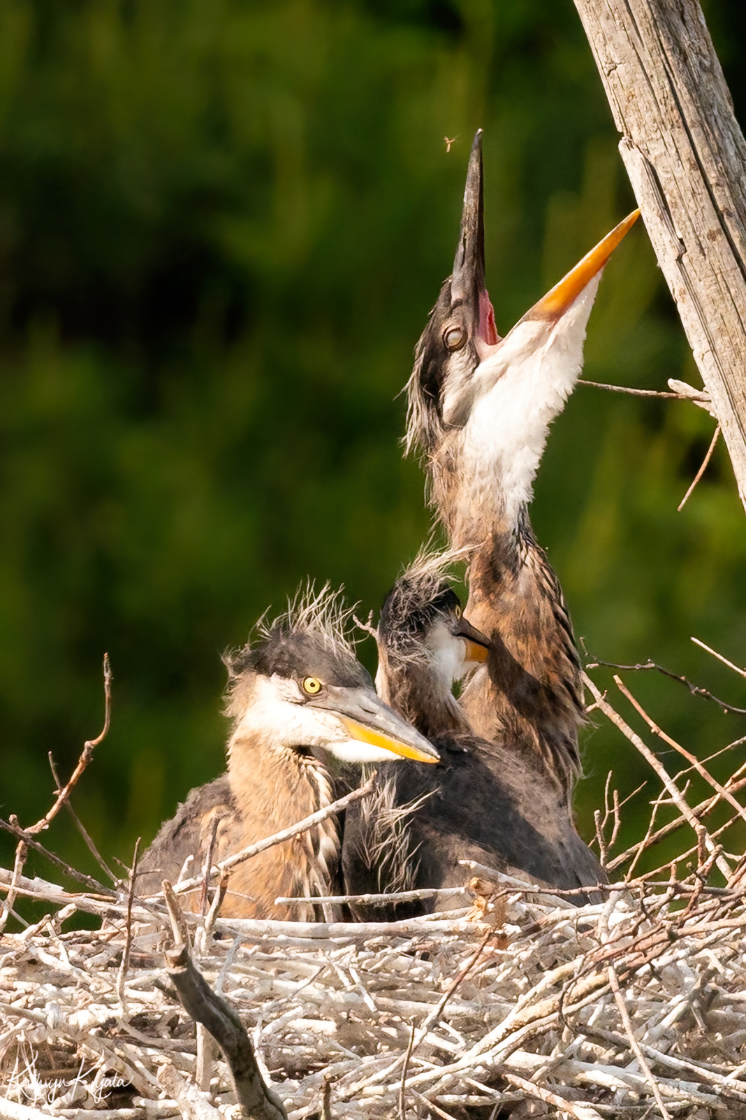 mg 8426 denoiseai severe noise